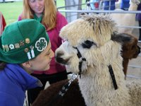 04 Alpaca Show